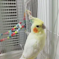 عروس هلندی ماده|پرنده|سراوان, |دیوار
