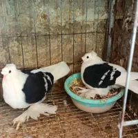 کبوتر زینتی (اهوازم)|پرنده|تهران, جوادیه|دیوار