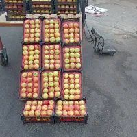 سیب درجه یک باغ ارومیه