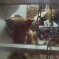 ژرمن پیدا شده