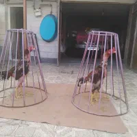 خروس لاریهای درجه یک