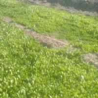 کاهو روغنی|خوردنی و آشامیدنی|خان ببین, |دیوار