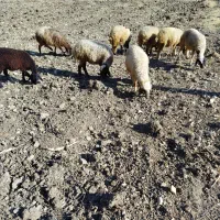 8عدد کاور ماده پوشی