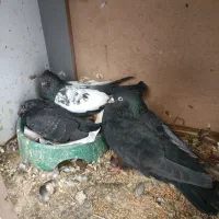 کفتر
