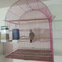 عروس هلندی نر