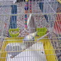 عروس هلندی