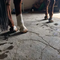 نعل بندی با قیمت استثنایی