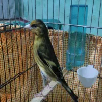 سهره قناری سبک سر پیر آواز نمونه