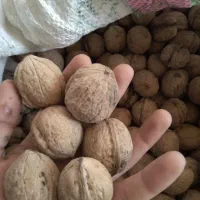 گردوباپوست موجودکیلو370|خوردنی و آشامیدنی|بهشهر, |دیوار