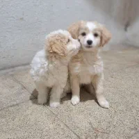 شیتزو|سگ|فولادشهر, B5|دیوار