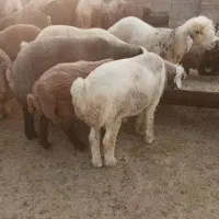 فروش ۱۰ عدد بره نر چاق پرواری