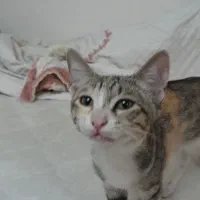 واگذاری رایگان بچه گربه