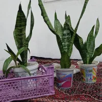 فروش گل