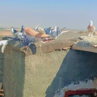 کبوتر|پرنده|سیدآباد, |دیوار