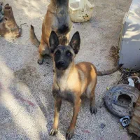 توله سگ مالینویز ماده|سگ|جیرفت, |دیوار