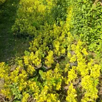 شمشاد طلایی