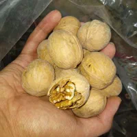 گردو وارداتی پوست کاغذی