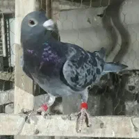 سبز آلمانی