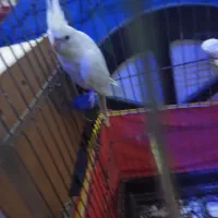 جفت عروس پارس البینو