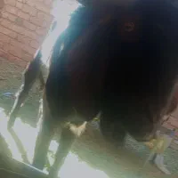 21000000|حیوانات مزرعه|خاش, |دیوار