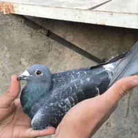 جفت المانی کار داده