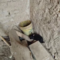 خر گوش|موش و خرگوش|لامرد, |دیوار