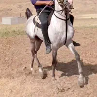 اسب نریان کرد|اسب و تجهیزات اسب‌سواری|تبریز, |دیوار