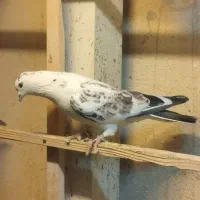 کفتر پرشی|پرنده|محمدشهر, زیبادشت|دیوار