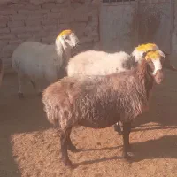 میش آبستن درجه یک فروشی|حیوانات مزرعه|بردسیر, |دیوار