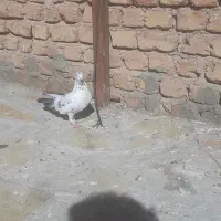 تهرانی دستپر