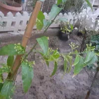 دو-طبقه-مجزا-ویلایی-روبروی-باب-الجواد