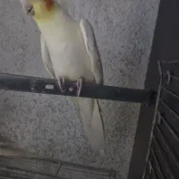 انواع عروس هلندی مولد.جوجه.جفت