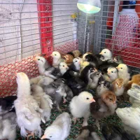 جوجه ازمولدین غول پیکر