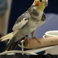 عروس هلندی ابلق سخنگو