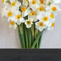 گل نرگس(هدیه روزپدر)