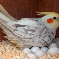 من به اندازه آواز پرنده زنده ام عروس و قناری