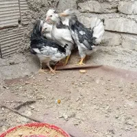 جوجه مرغ و خروس گلین