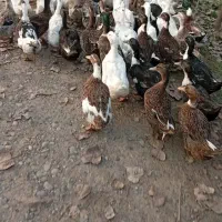 اردک محلی درشت