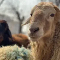 *بره تازه کم چربی زنده جوان گوسفند ارمغانی/خونی