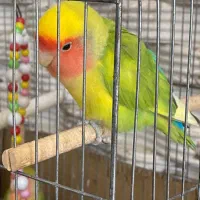 طوطی برزیلی|پرنده|نوشین شهر, |دیوار