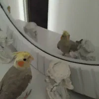 قبول واگزاری عروس هلندی شما