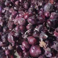 خرید نقدی پیاز جهت صورت کردن|خدمات باغبانی و درختکاری|بناب, |دیوار