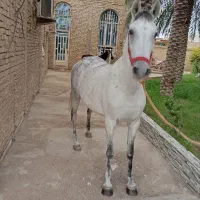 اسب|اسب و تجهیزات اسب‌سواری|کارون, |دیوار