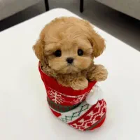 سگ خانگی مینی سایز|سگ|تبریز, |دیوار