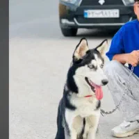 سگ هاسکی