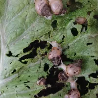 جوجه حلزون تازه متولد