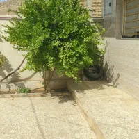 یک باب منزل ویلایی ۲۵۰متری