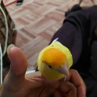 طوطی برزیلی