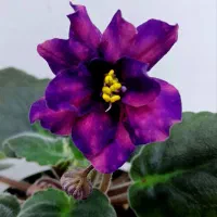 خاصترین بنفشه های ایران با تنوع 420 واریته مختلف|گل و گیاه طبیعی|لاهیجان, گلستان|دیوار