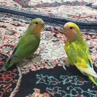 عروس کوتوله دستی|پرنده|کاشمر, |دیوار